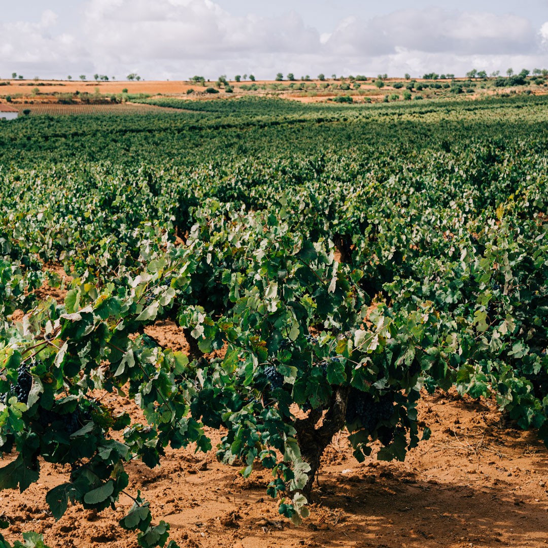 Wine from La Mancha