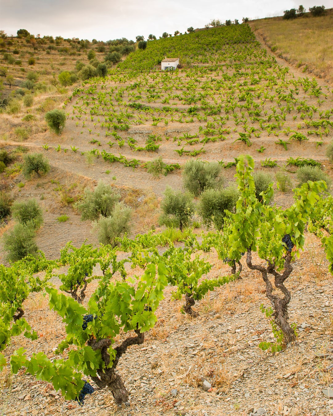 Discover the Priorat