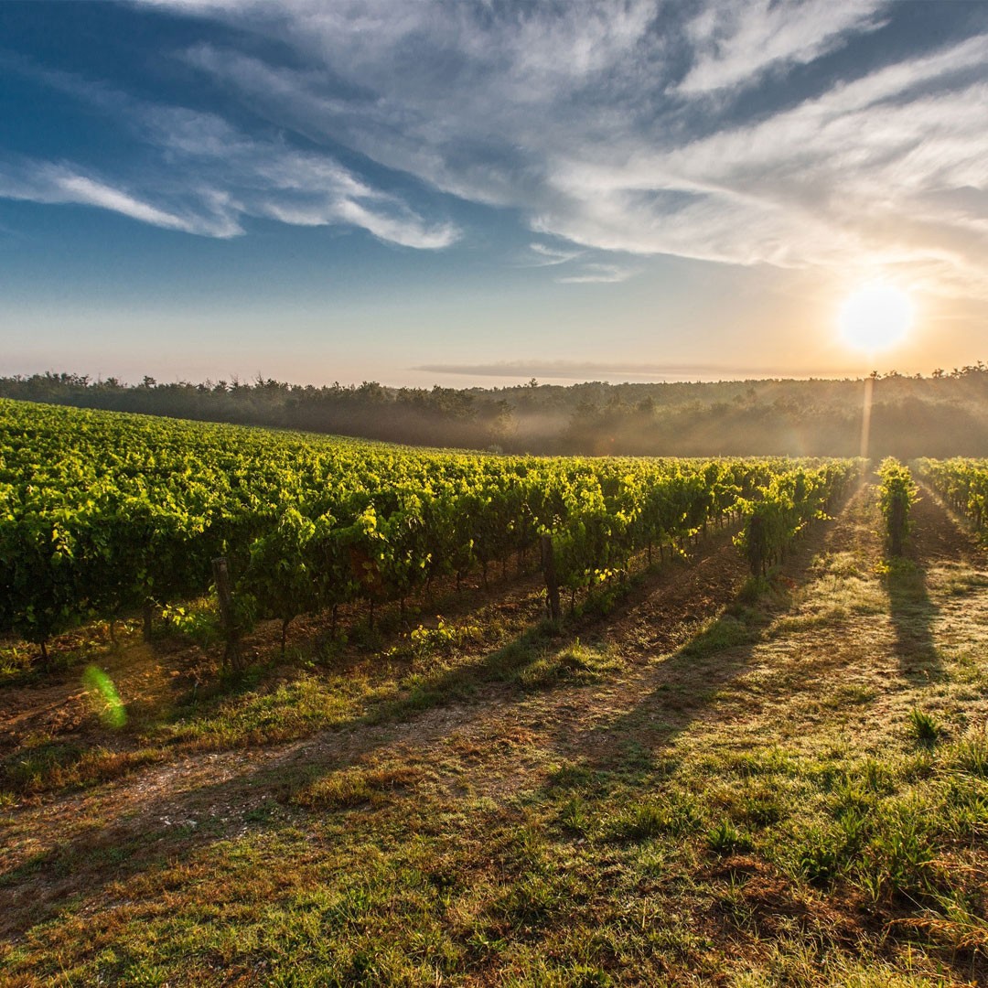 Adéntrate en la Denominación de Origen Vinho Verde