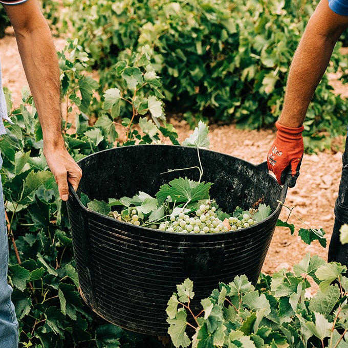 The 2023 grape harvest has begun!