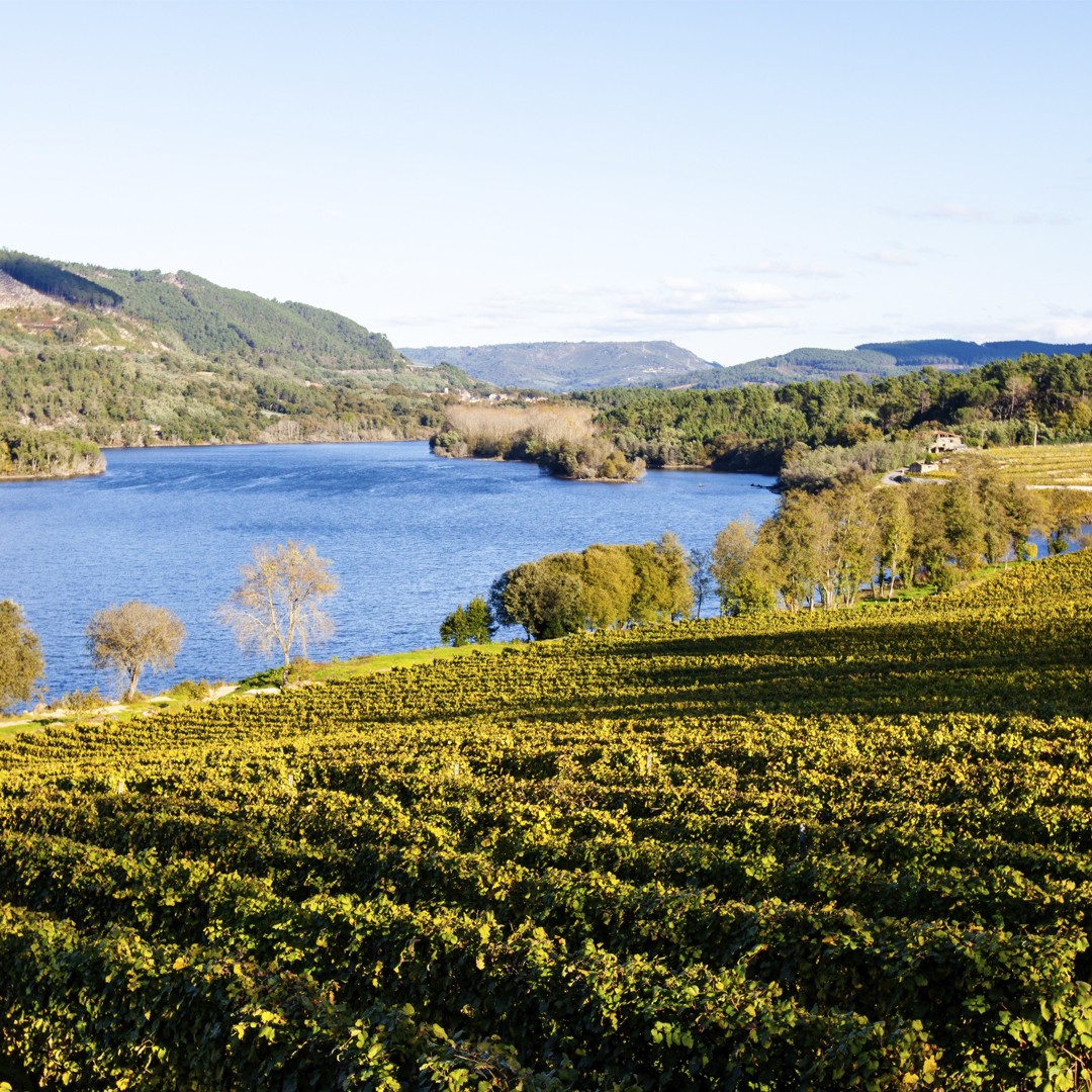 Exploramos la Calidad de los vinos de la DO Rías Baixas