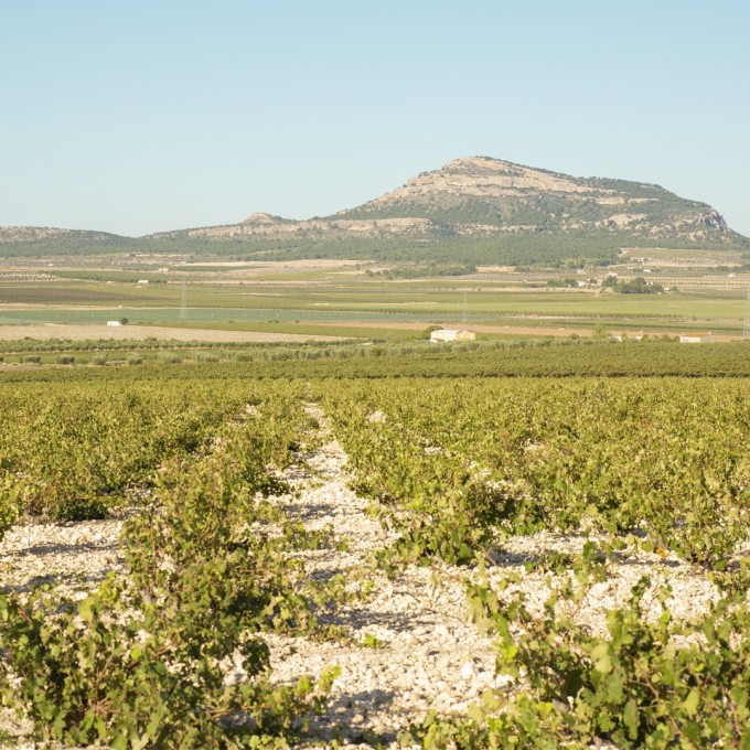 Enjoy the Exceptionality of Yecla appellation!