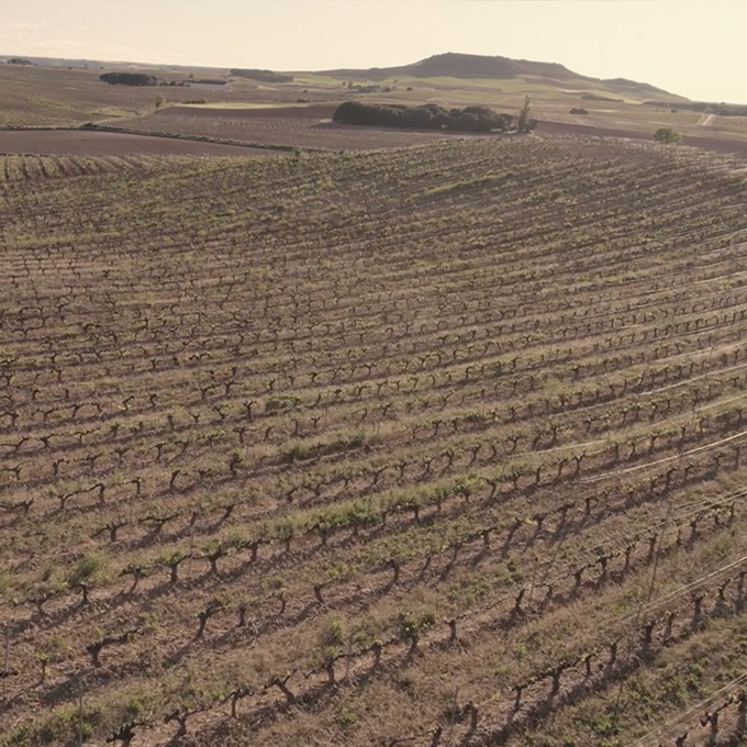 Ribera del Duero: Los Secretos enlógicos detrás de los Mejores Vinos de España