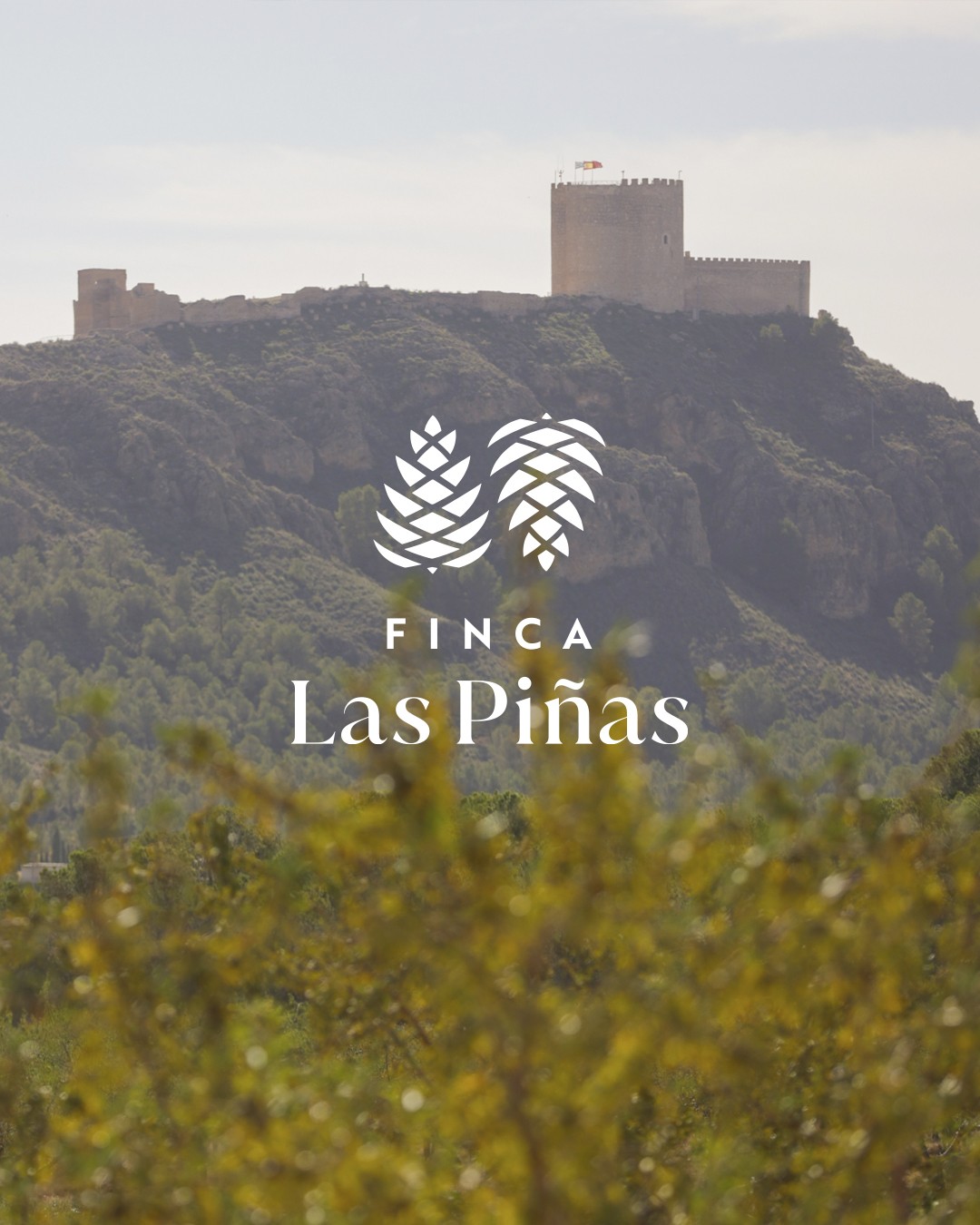 Finca Las Piñas: Nuestra planta de Bag-in-Box en Jumilla, España