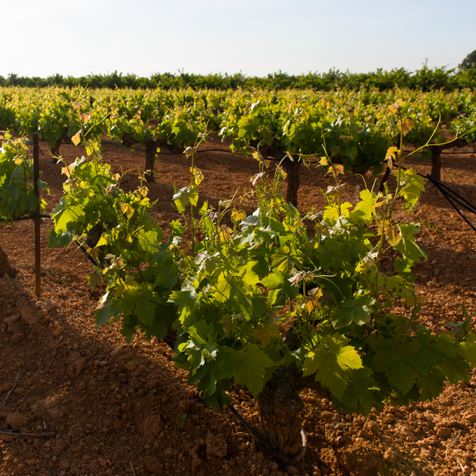 Discover the Unique Terroir of DO Valencia: A Foundation for Exceptional Wines