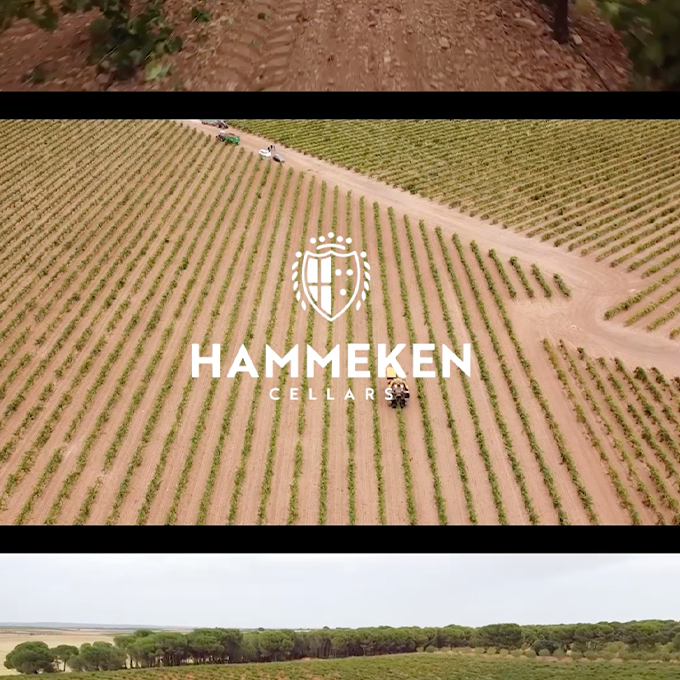 Vendimia 2025: Un Nuevo Vino en Camino