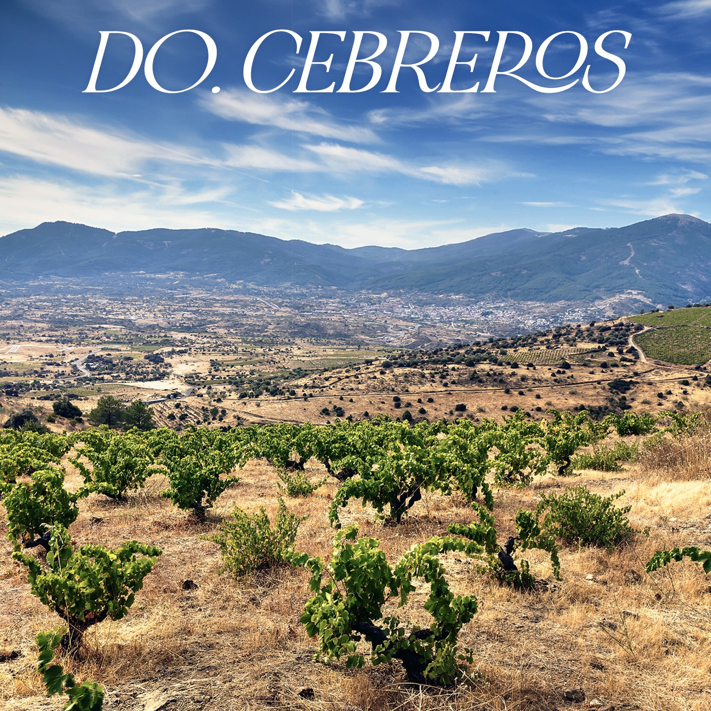 DO Cebreros: redefining mountain Garnacha