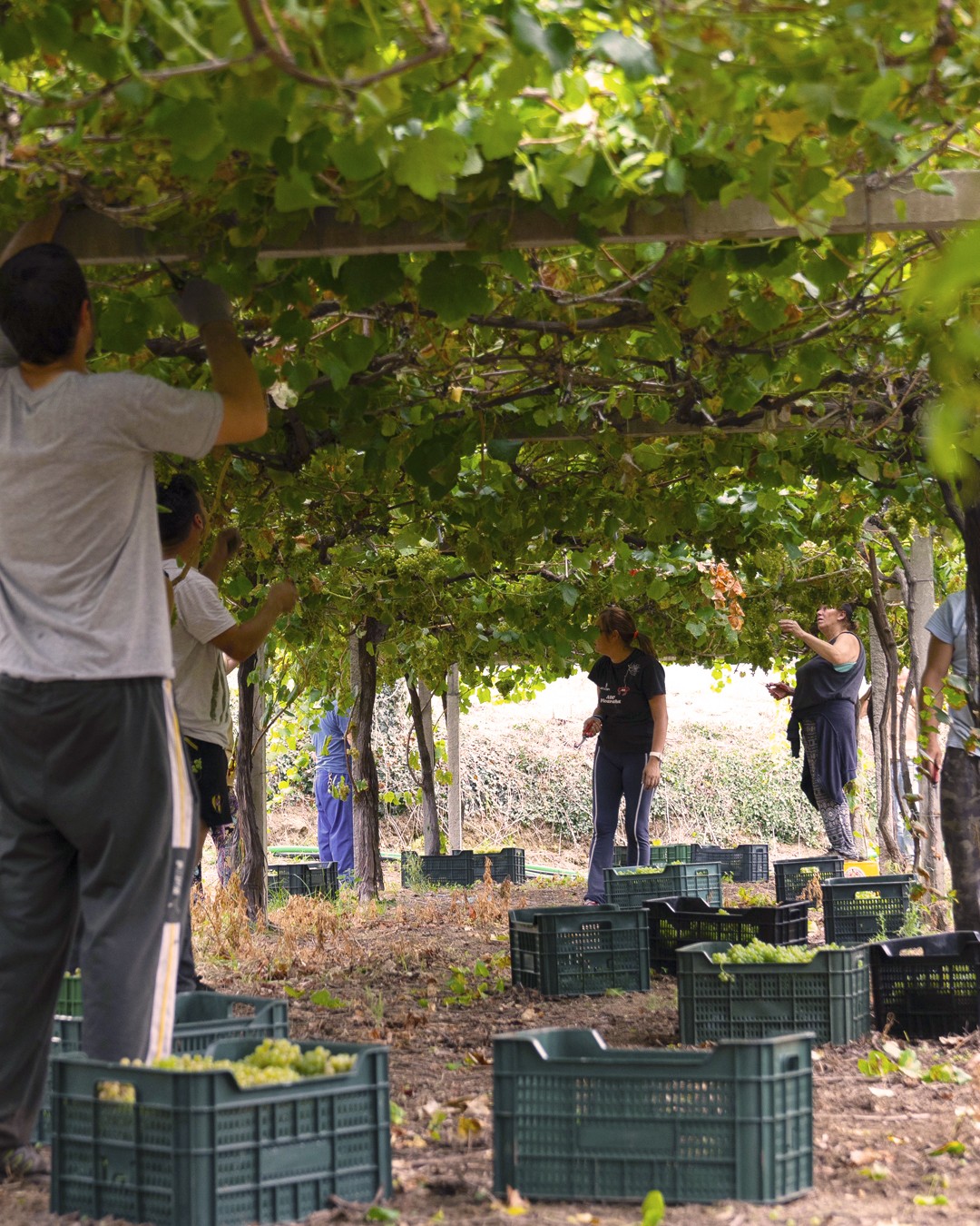 Welcomes the 2026 Harvest